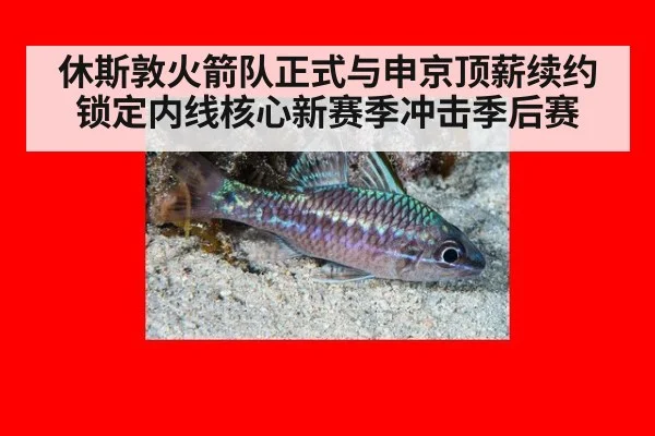 休斯敦火箭队正式与申京顶薪续约锁定内线核心新赛季冲击季后赛